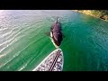 Killer Whale Stalking a Surfer