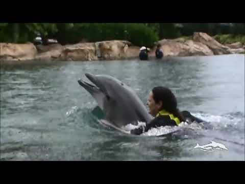 Riding a Dolphin at Discovery Cove Florida