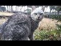 野良猫が「ついてきて!」と言うのでついていってみたら