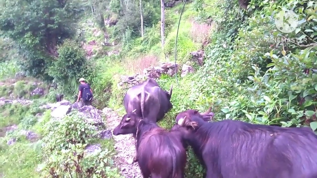 #राई, भैंसी गोठालो(२०८२/०२/३१)