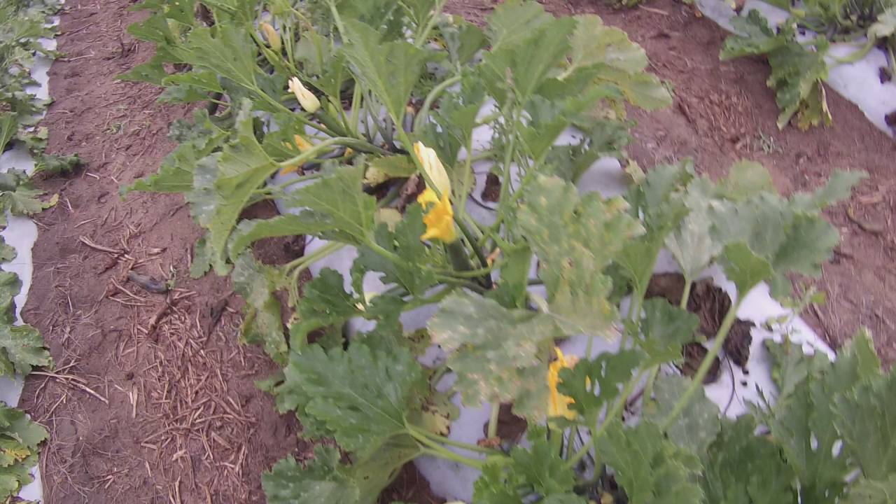 Picking zucchini in an Australian farm YouTube