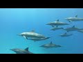 DIVING WITH DOLPHINS