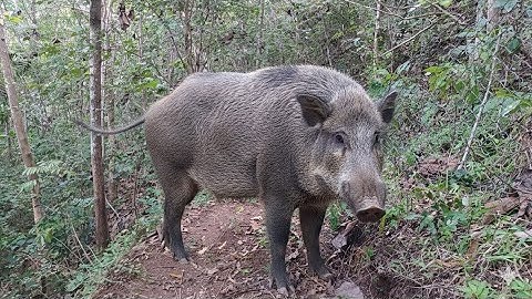 Hunting Adventure: Tracking Wild Boars Deep in Indonesia’s forest Fields