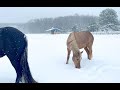 Winter Farm Chores | Feeding Horses In Deep Heavy Snow | 4K