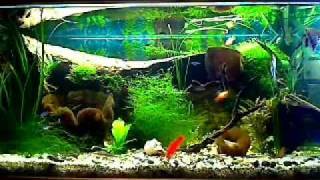 Aquarium fish and singing crystal bowls.