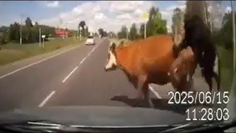 Acidente envolvendo vaca em estrada