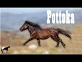 Razas De Caballos Mas Antiguas De Europa Cantábricas &quot;Pirenaicas&quot; (El Pottoka) 🐴-Del Cerro Soy