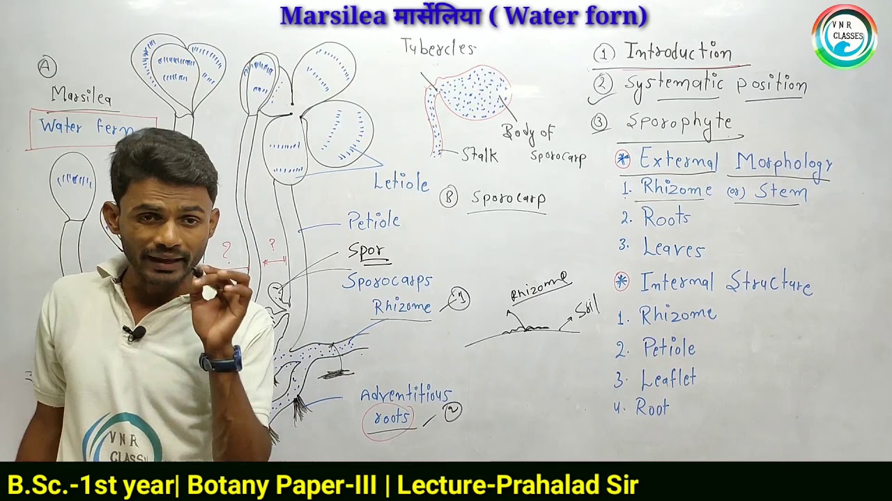 Marsilea  | Part -1 B.Sc.1st year | Botany | by-Prahalad Sir