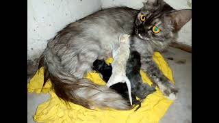 it's time to mother feeding.🥰🥰🥰🥰 by Universal Cattery 132 views 3 months ago 2 minutes, 58 seconds