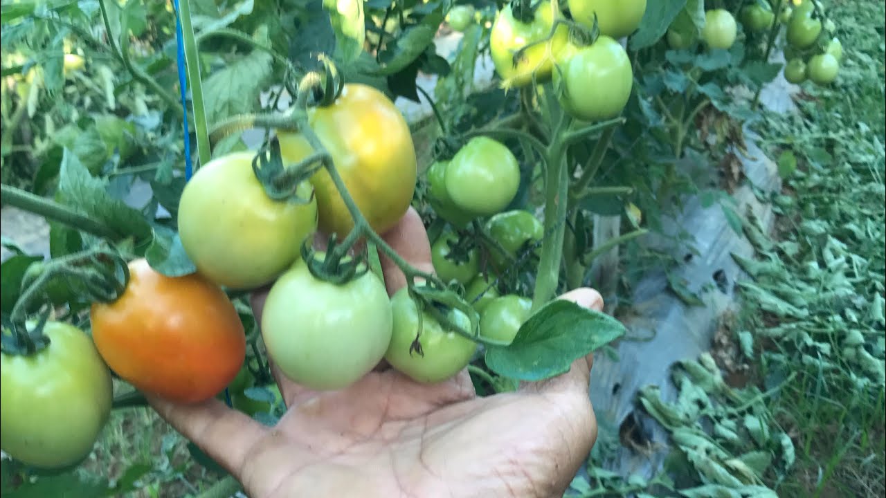 Papaya and Tomato Intercropping Update. 4th harvest na ng kamatis
