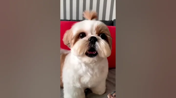 shihtzu Dog Barking| ShihTzu barking #dogs #shihtzupuppies