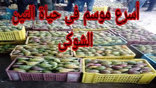 كمية طلب من التجار على التين الشوكى وصلته لمده شهر فقط