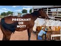 PREGNANT OR NOT?  ULTRASOUNDING OUR HORSES (MARES) DO YOU THINK THEY ARE PREGNANT?  LEAVE A COMMENT