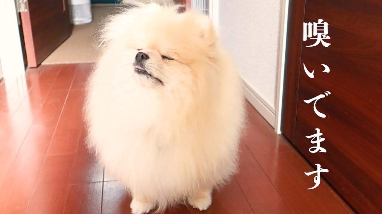 犬が吐いたときの対処法 嘔吐物の色からわかる病院にいくべき症状と原因 いぬのきもちnews Line News