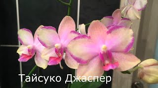 картинка: 26.09.2025.ОРХИДЕЯ ,,ТАЙСУКО ДЖАСПЕР,, ХОРОШО НАРАСТИЛА в # plagrone// КОРНИ!!! 👍🌺☀️