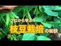 【農家直伝】枝豆の栽培　タネのハシモト