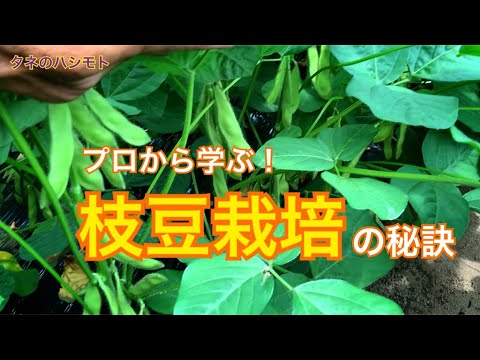 農家直伝 枝豆の栽培 タネのハシモト Youtube