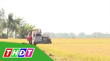 Nông nghiệp Đồng Tháp: Lớn mạnh từ khó khăn | Tái cơ cấu nông nghiệp | THDT