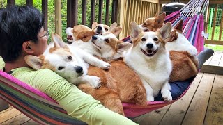 When the hammock with eight corgis on it shakes.. My heart shakes, too.