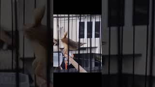 Download Lagu Pancingan cigun cepat bunyi #kicaumania #kacer #cigun #masteranmuraibatufullisian #muraibatu MP3