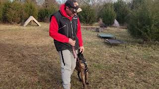 Belgian Malinois Puppy Basic Obedience 4 Months Old |Full-Metal Colt|