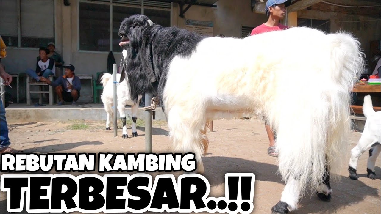 GAGAL TOTAL‼️‼️INCAR KAMBING TERBESAR DI PASAR MALAH DI REBUT ORANG