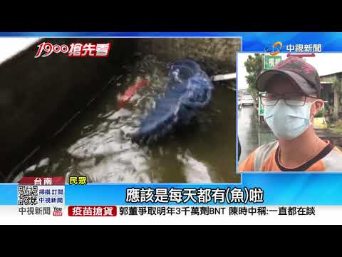 下大雨水族館淹水...孔雀魚翹家 民眾瘋搶撈│中視新聞 20210830