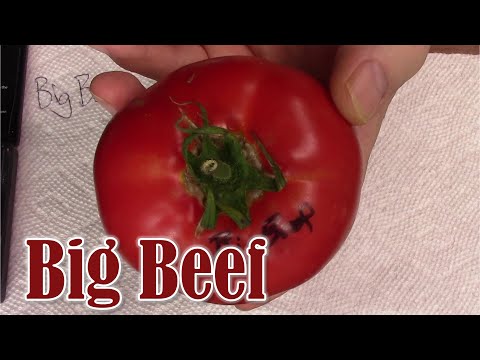 Video: Tomato 