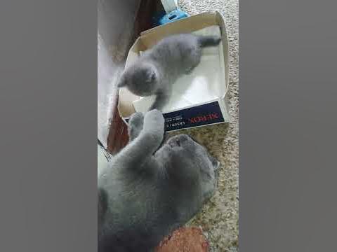 Соник и его дочка - YouTube