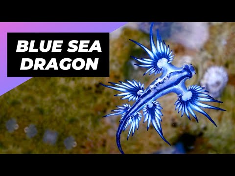 Video: Sea dragons: dangerous beauties