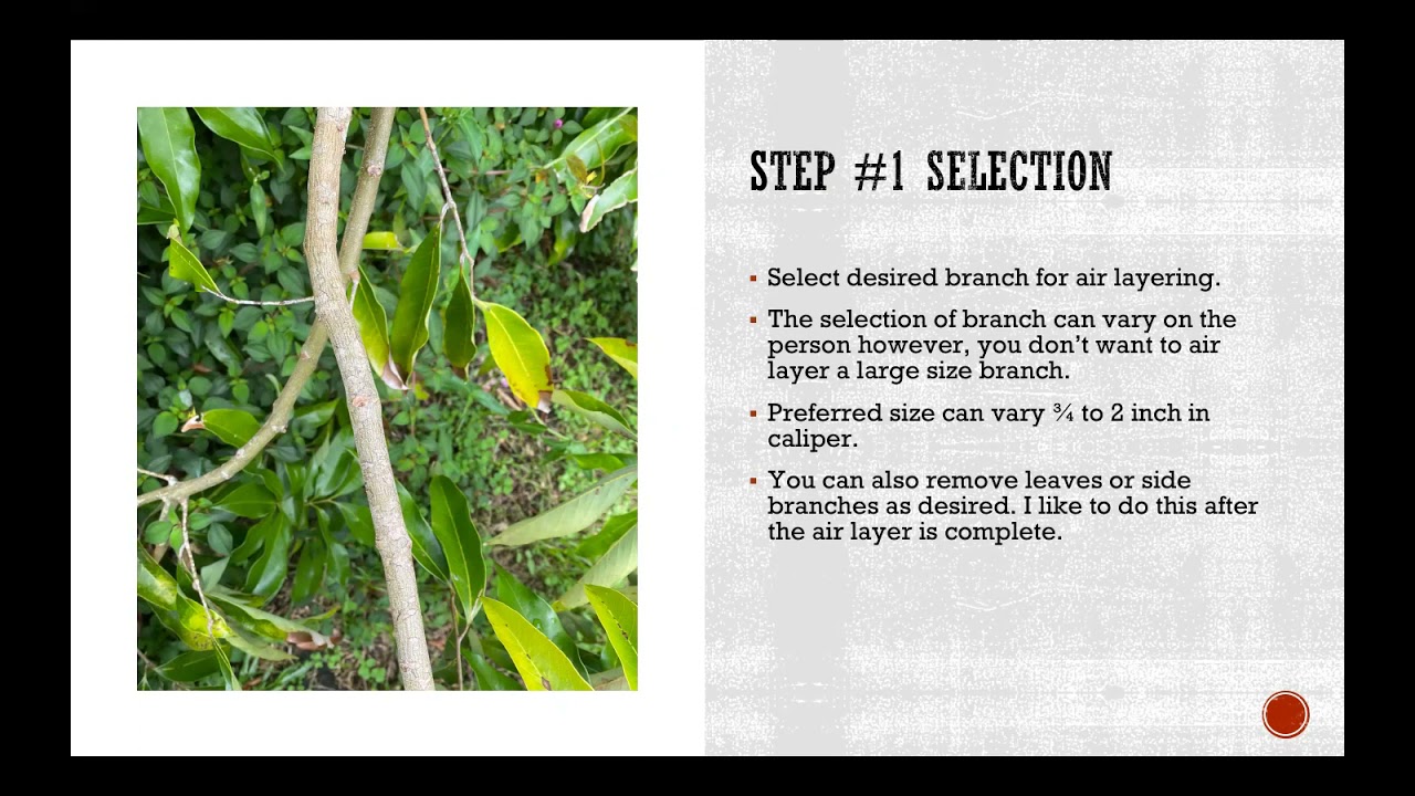 Air layering of lychee YouTube