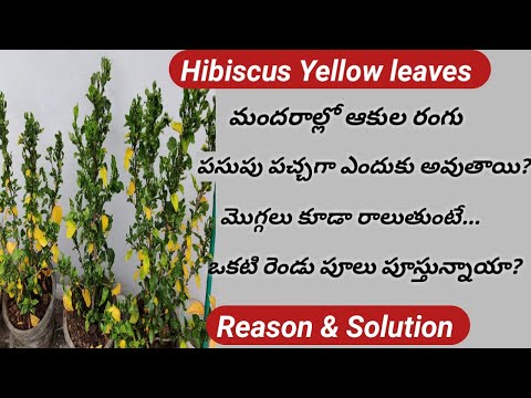 Imp Video/ Hibiscus plants leaves turning Yellow- Reasons & Treatment/Falling buds- Remidies.