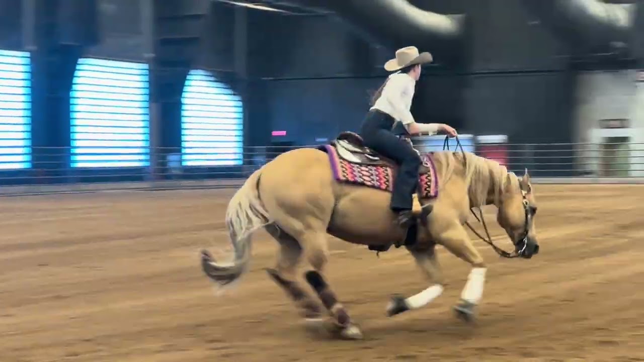 Schooling Level 2/3 Open Horse Golden Stitch