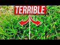 How to Control Weeds like Crabgrass, Spurge, and Nutsedge without Killing the Grass