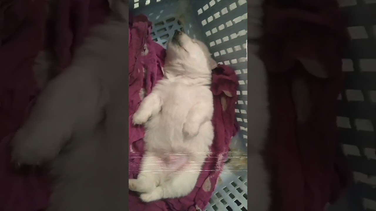 Shhh 🤫 Baby is sleeping 😌 | THE KUKU 