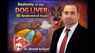 Anatomy of the dog Liver: 3D Anatomical Model – Anatomía Veterinaria | 兽医解剖学