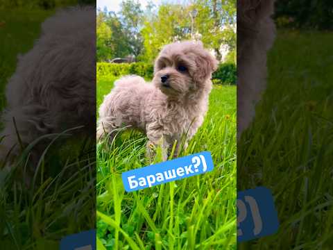 #мальтипу как #козочки #maltipoo #poodle #пудель #мальтийскаяболонка #malti