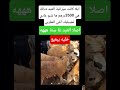 أيلا كانت ميزانية العيد ديالك هي 3500درهم ها شنو غادي تجيبليك أخي المغربي المغرب عيد الاضحى الحولي