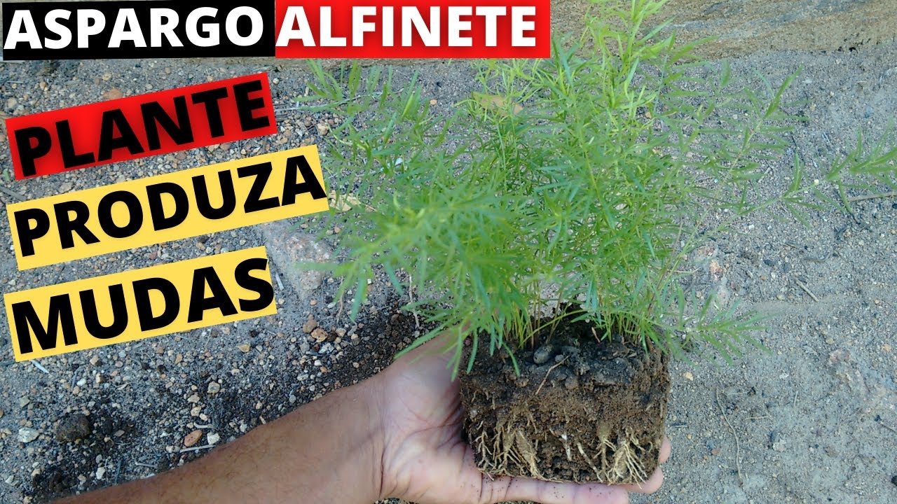 Aspargo alfinete: Como plantar e fazer mudas