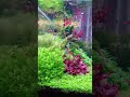 Aquarium plants and shrimps