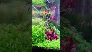 Aquarium plants and shrimps