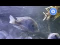 Aquariumvissen  cyrtocara moorii  malawi cichliden