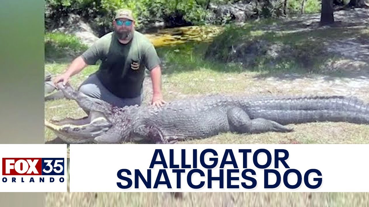 12foot 'dangerous' alligator snatches couple's dog while out on a walk