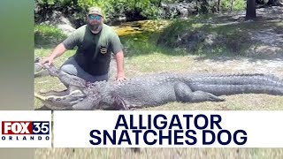 12-foot 'dangerous' alligator snatches couple's dog while out on a walk