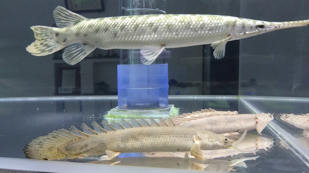 古代魚 エンドリケリー 捕食 - YouTube