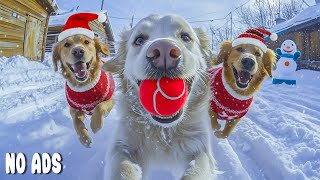 12 HOURS of Dog TV for Dogs to Watch🐶☃️Gentle Healing Music for Stress Relief & Deep Sleep