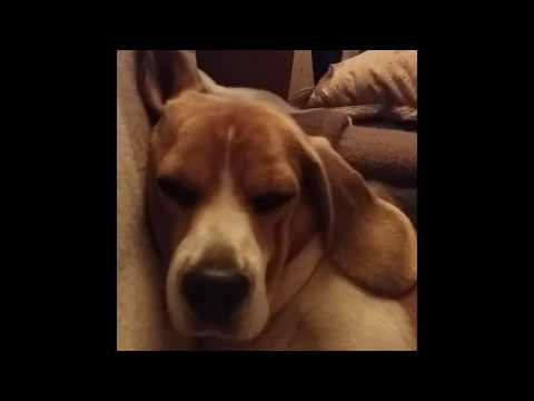 Cum să dormi cu ochii deschiși - Kimi, the beagle