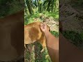 Penyuntikan anti inflamasi pada sapi pincang #shorts