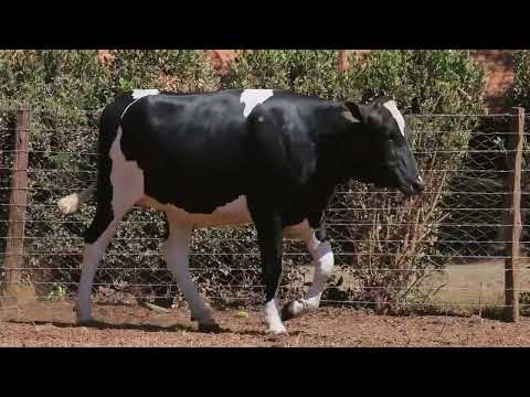 LOTE   06   946