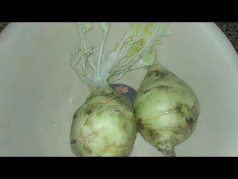 Ganth Kobhi Ka Sabji. (Lump of cabbage)@Rajesh_108 Ganth Kobhi Ka Sabji. (Lump of cabbage)@Rajesh_108